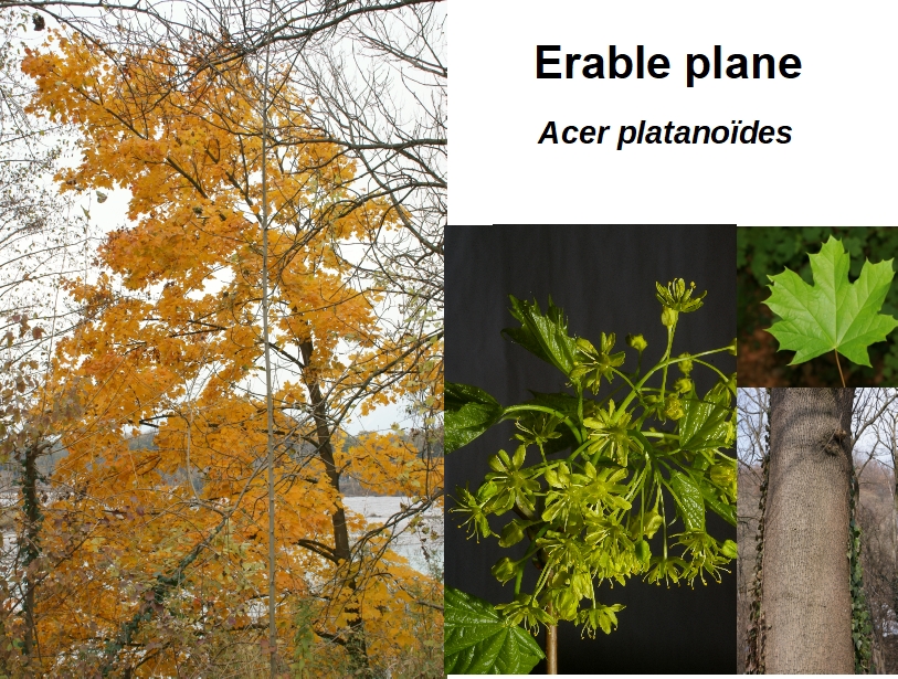 Acer platanoides