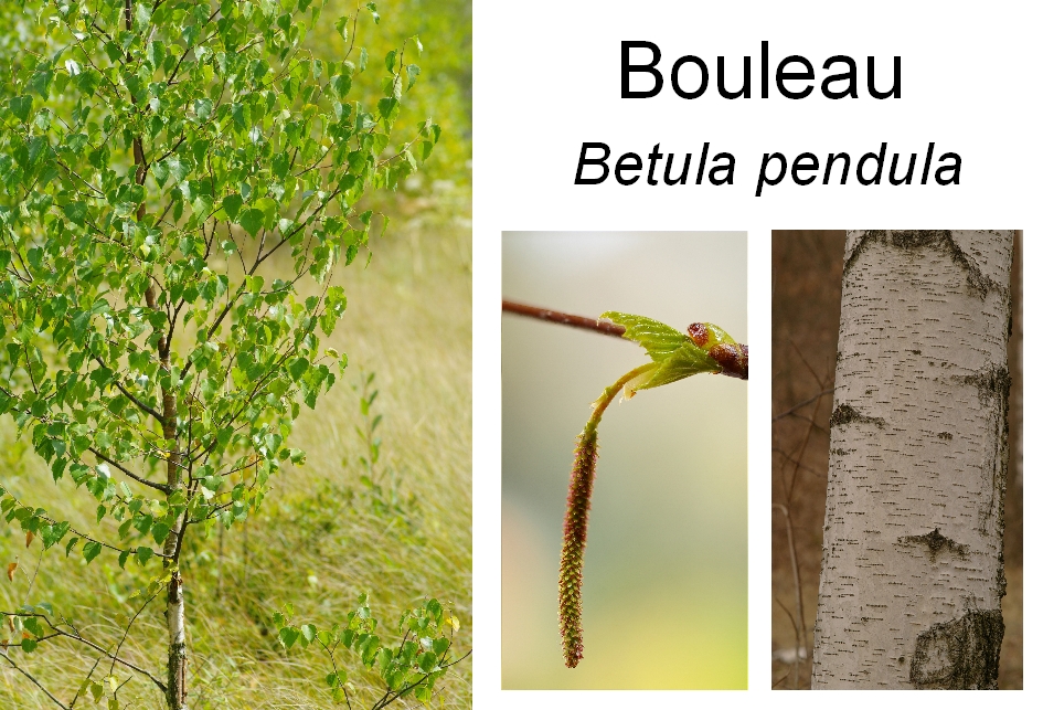 Betula pendula