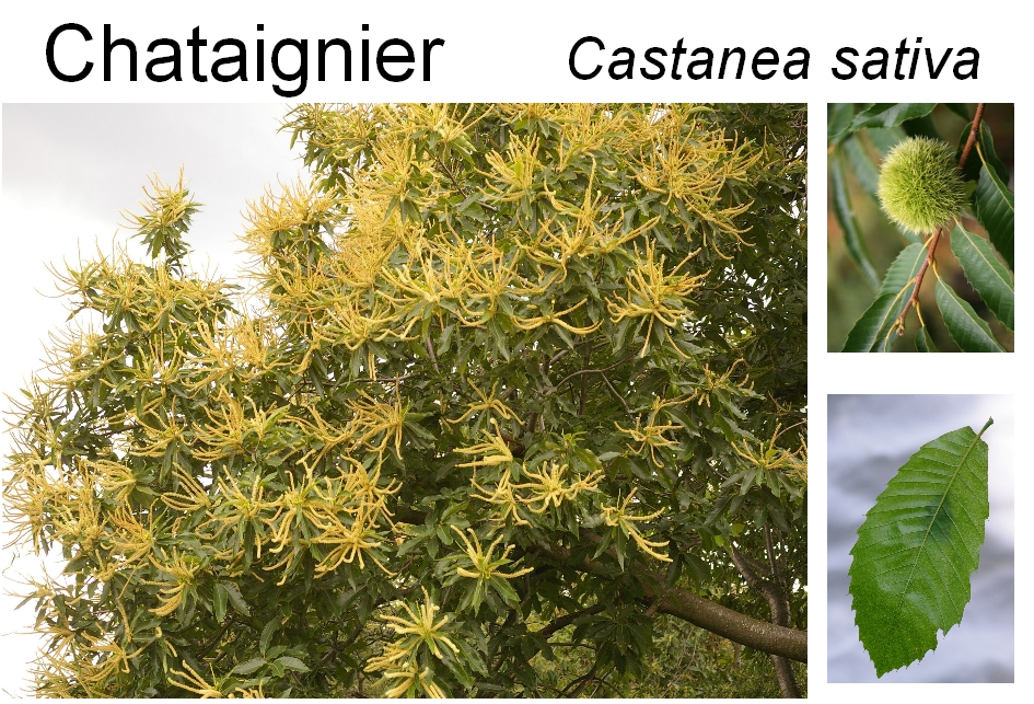 Castanea sativa