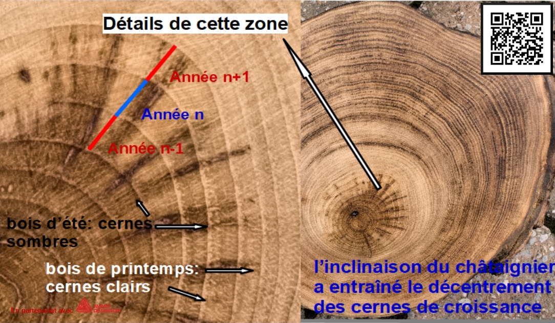 Cernes de croissance chataignier2