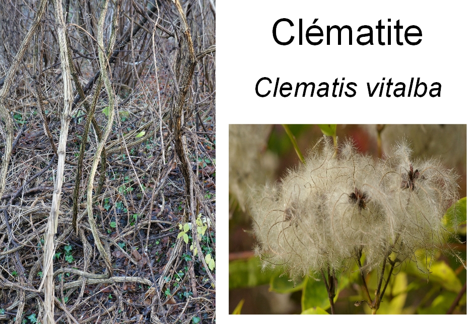 Clematis