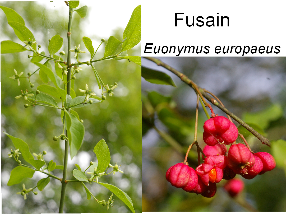 Euonymus