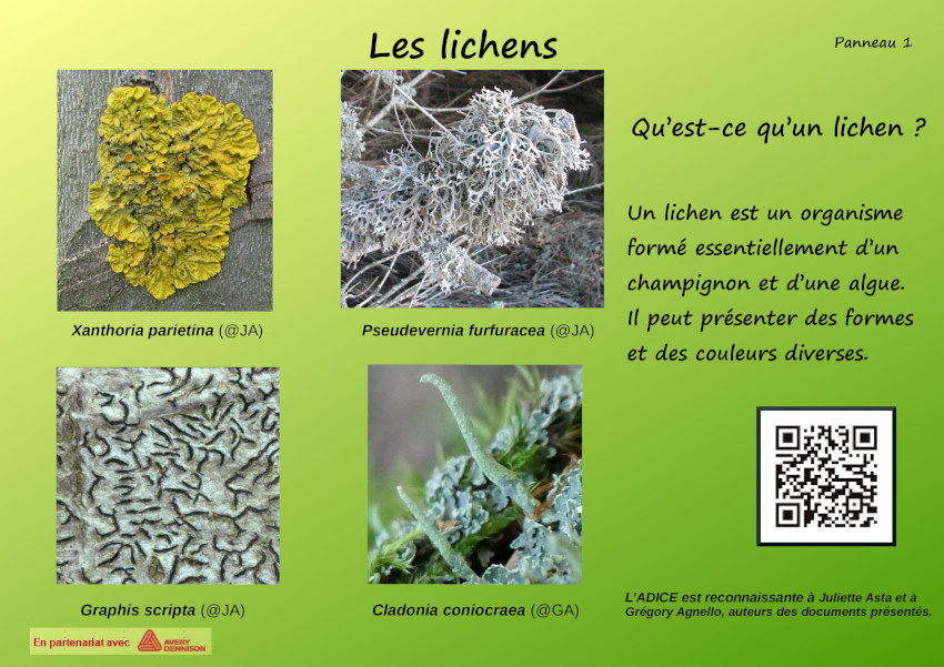 Lichens1