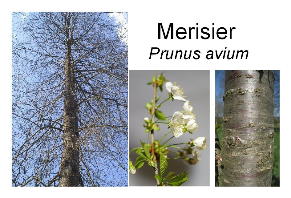 Merisier