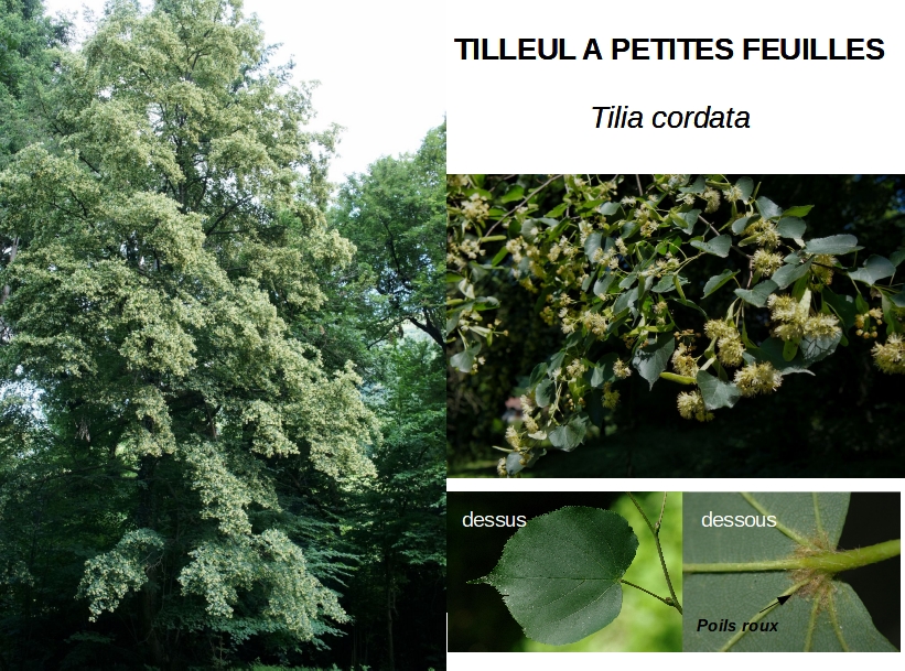 Tilia cordata a