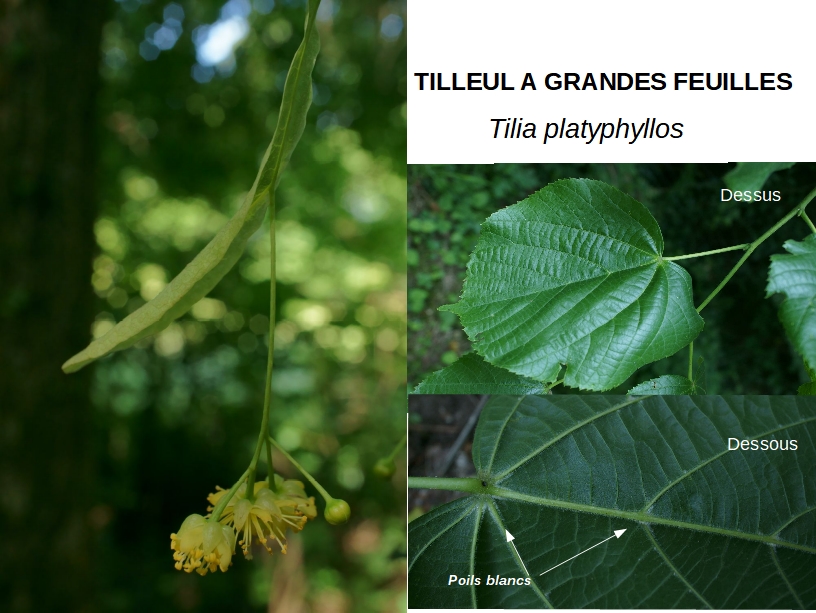 Tilia playphyllos