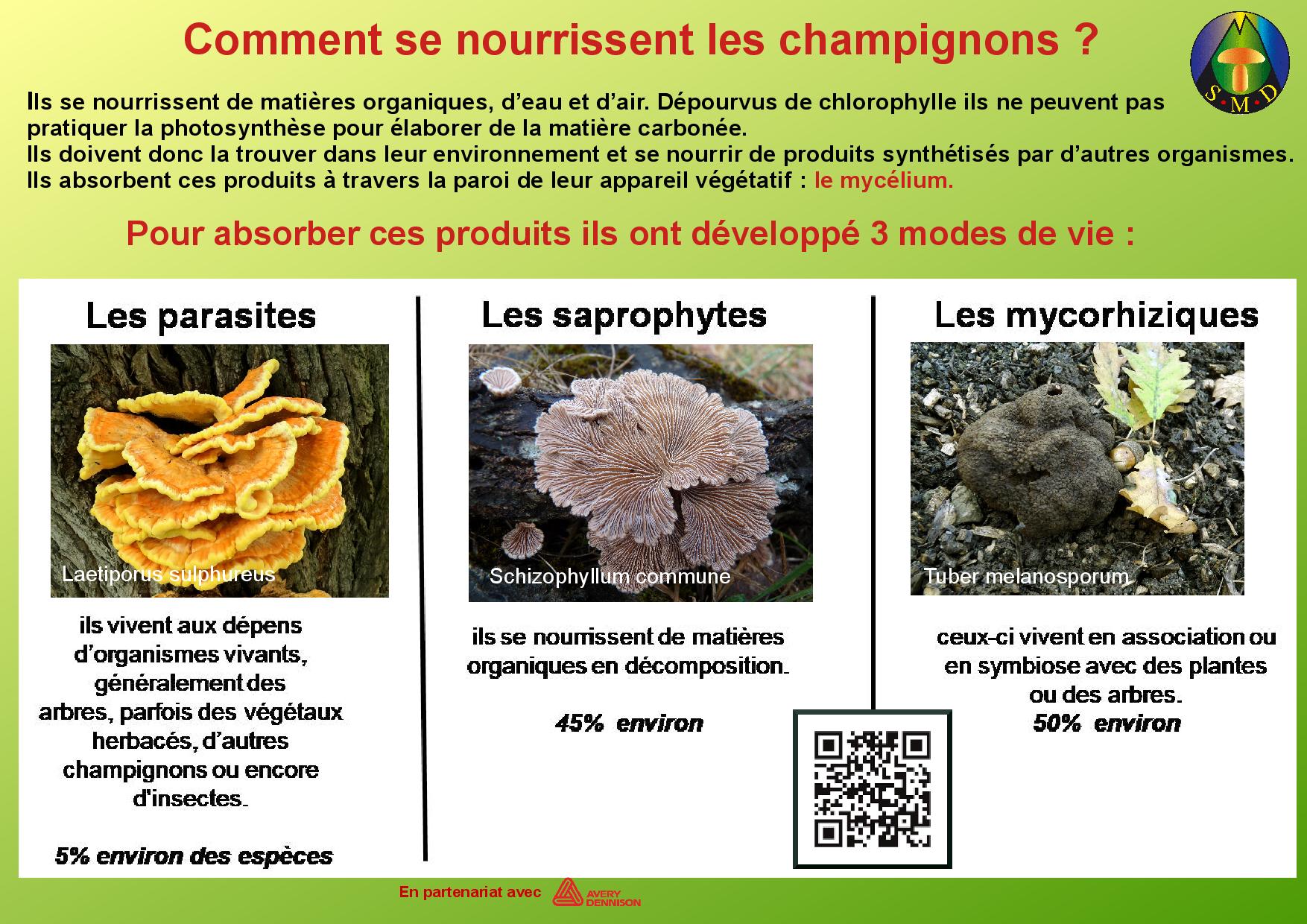 Champignons page 3