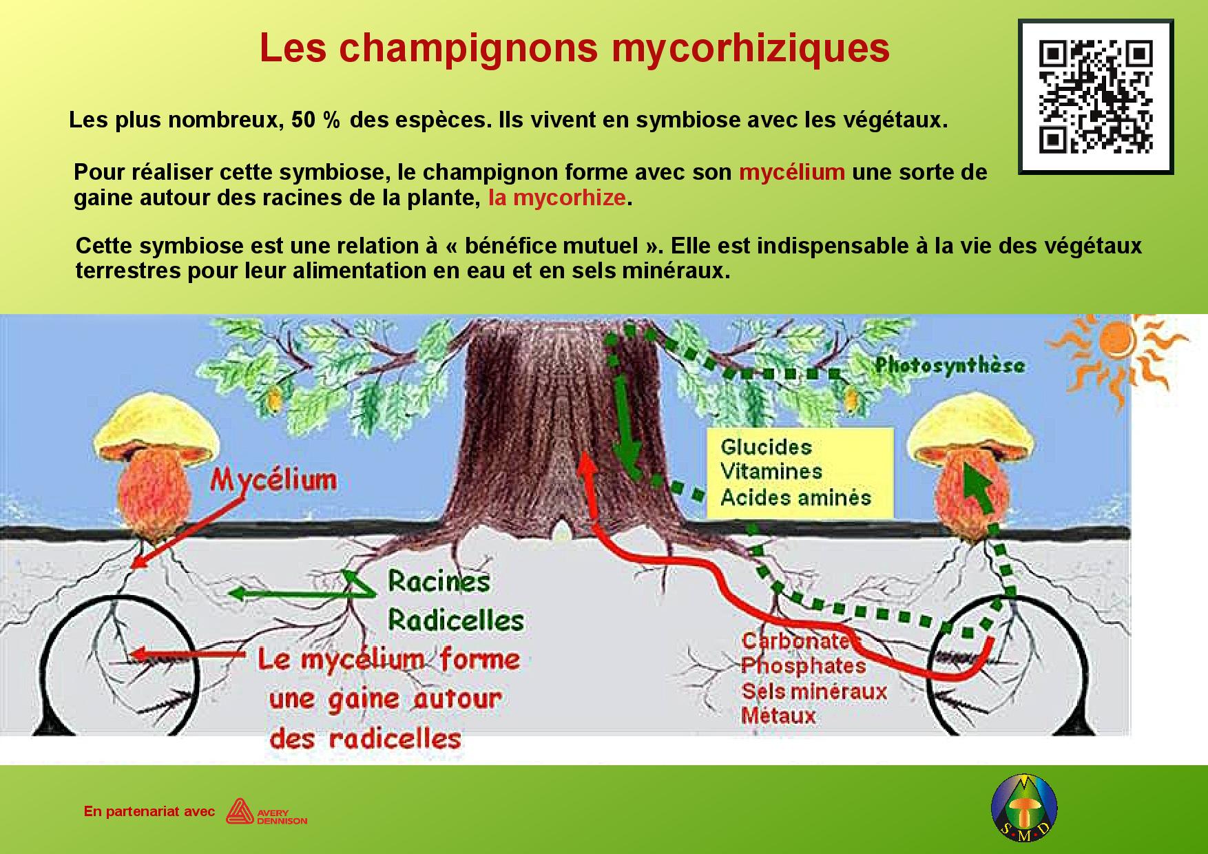 Champignons page 4