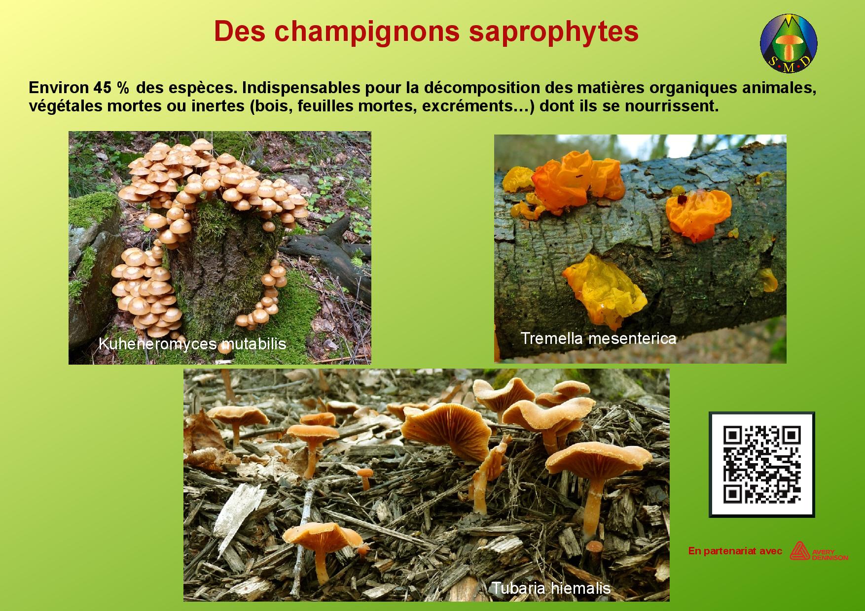 Champignons page 5