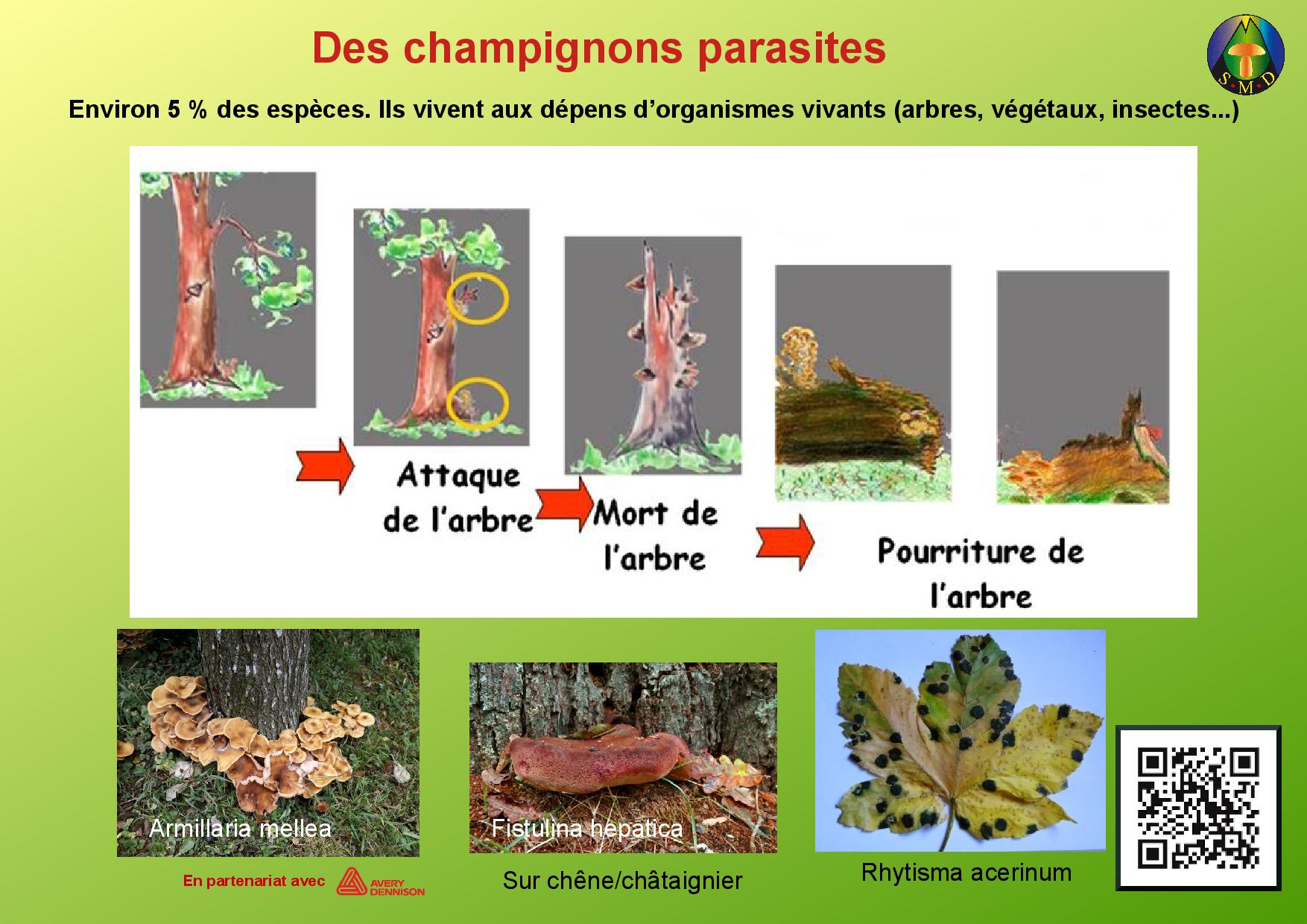 Champignons page 6