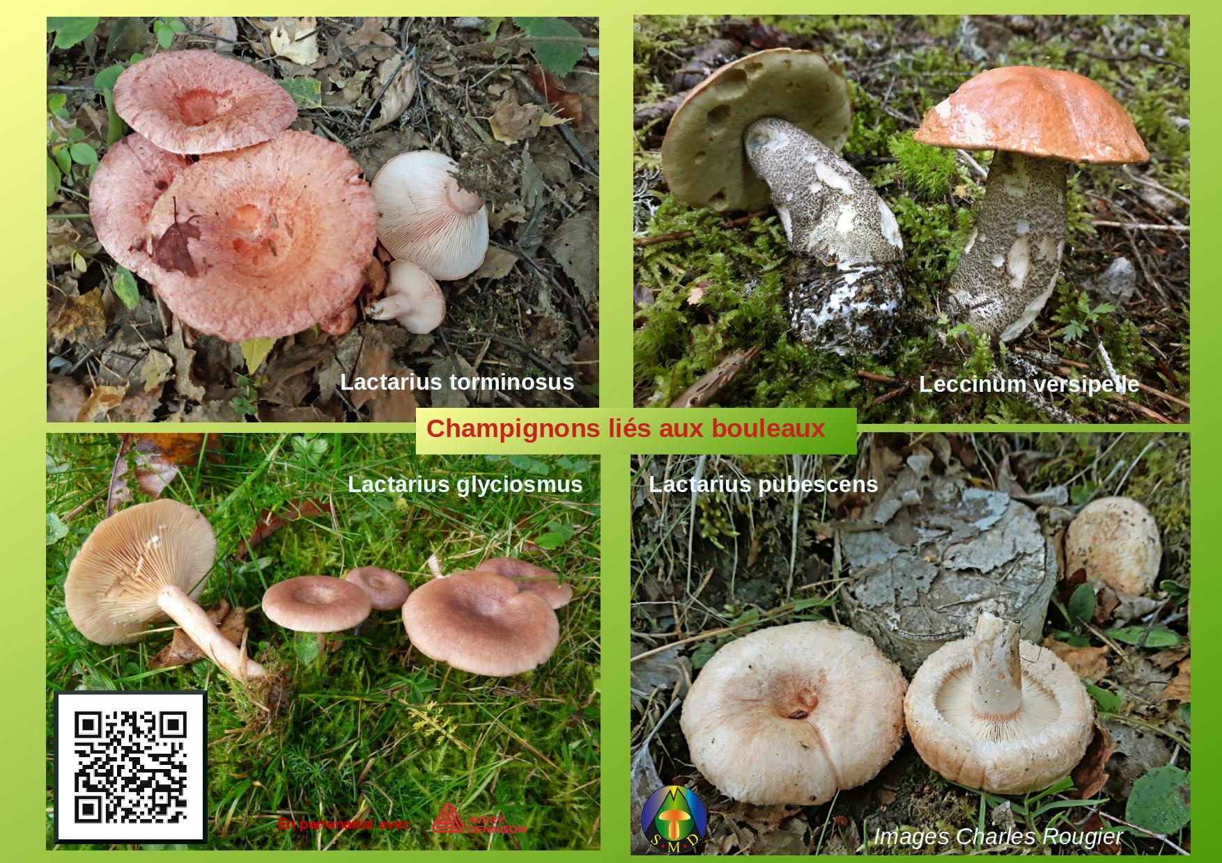 Champignons sous bouleau