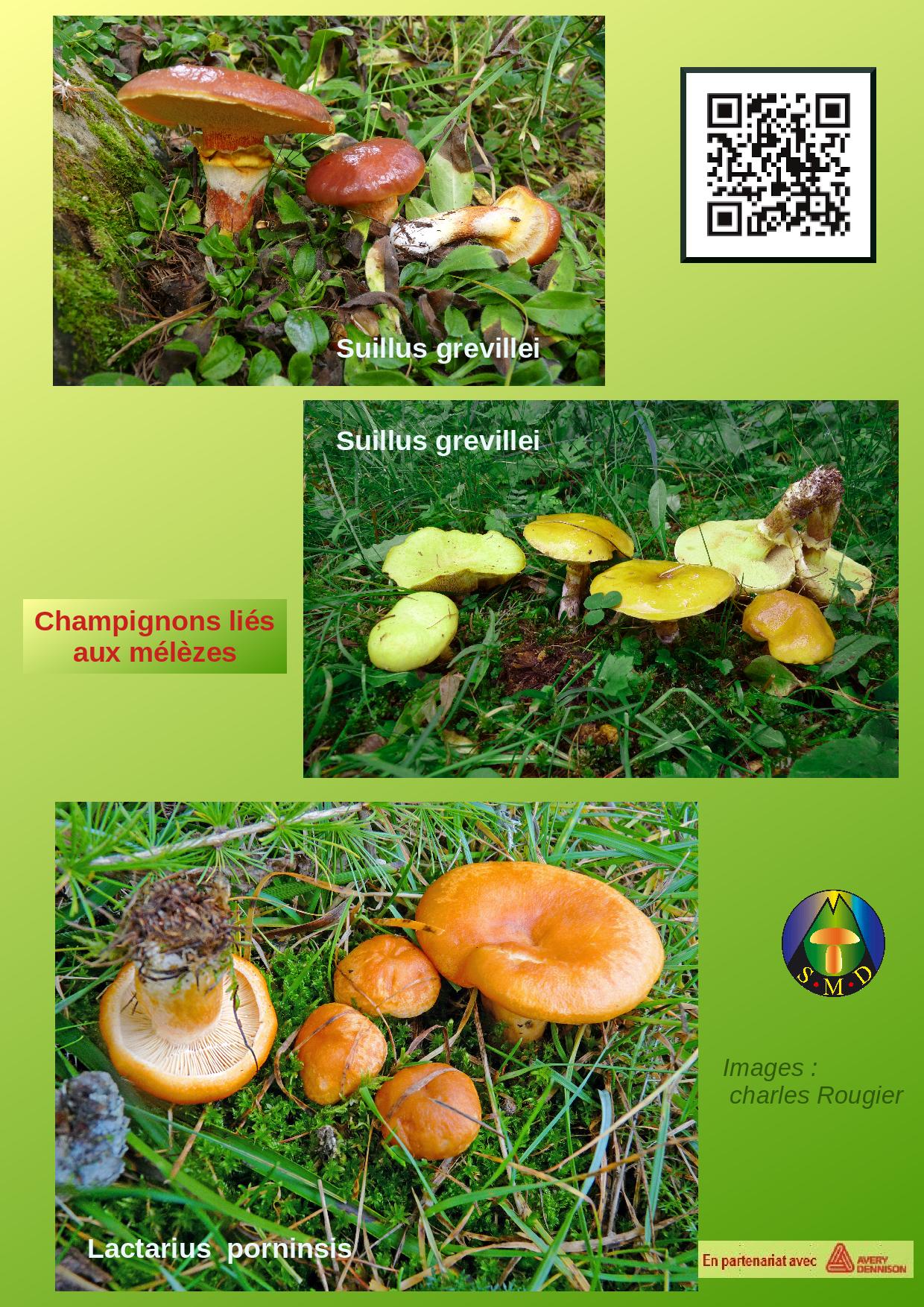 Champignons sous mlze