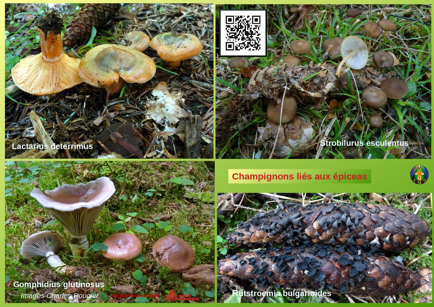 Champignons sous picea