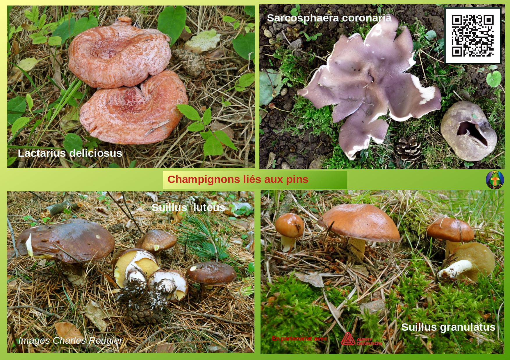 Champignons sous pin