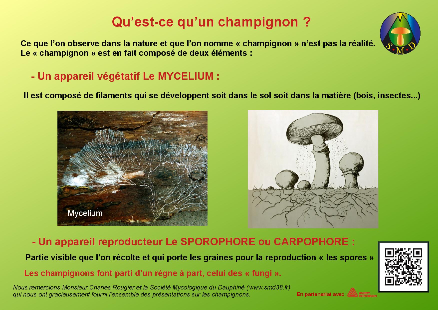 champignons page 1