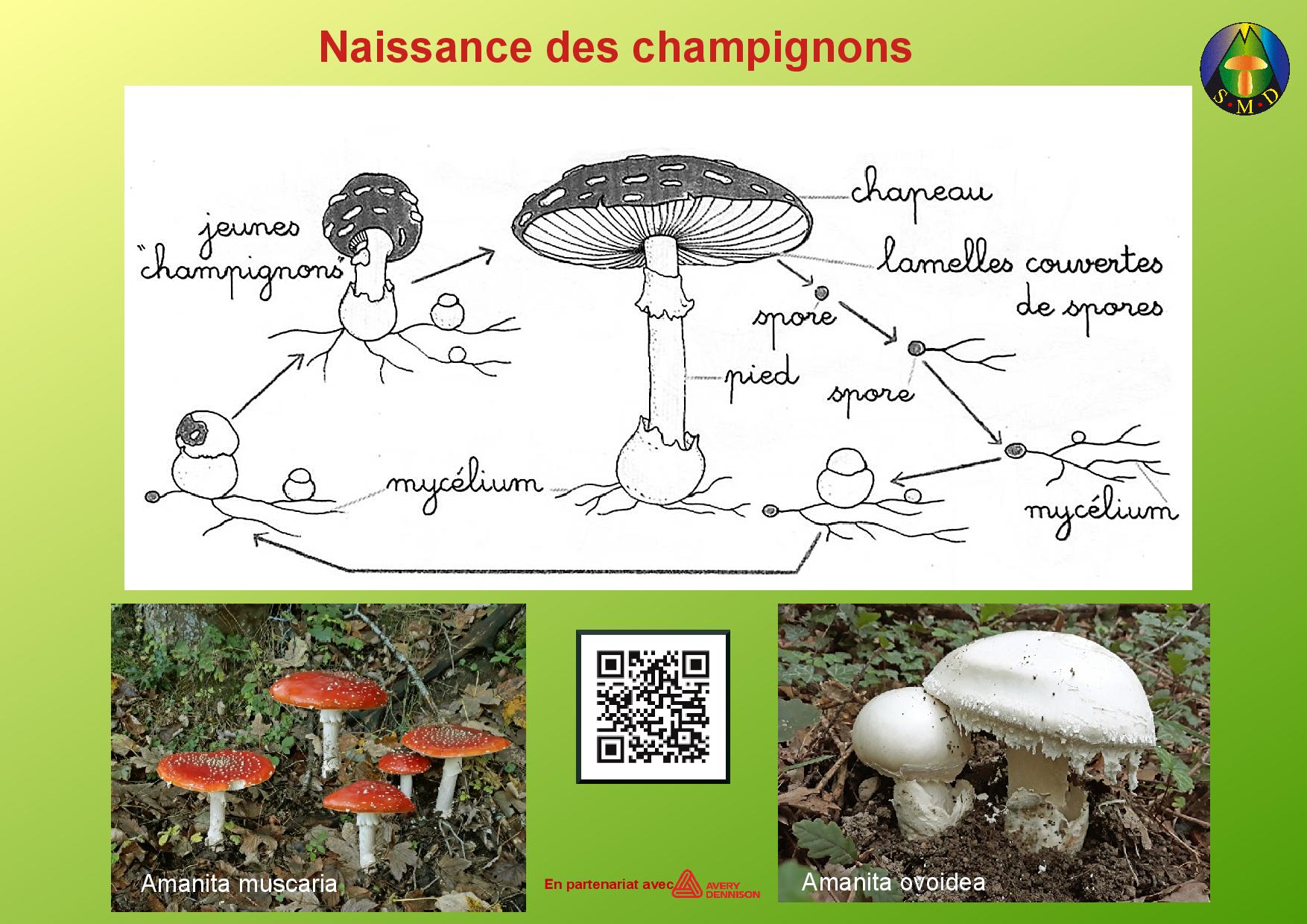 champignons page 2
