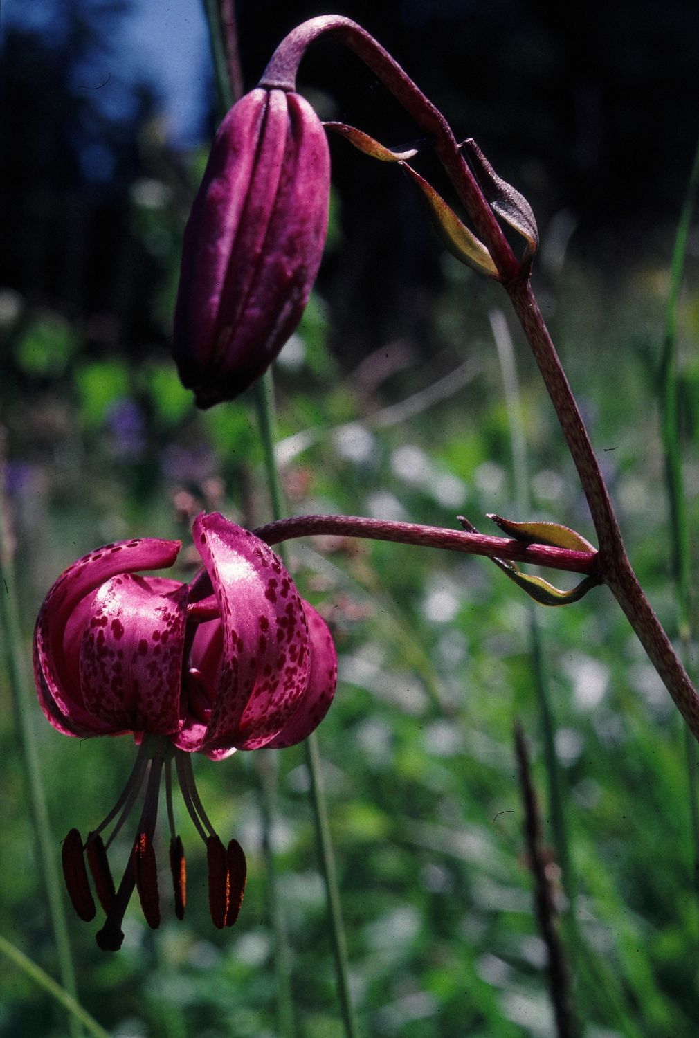 lilium martagon