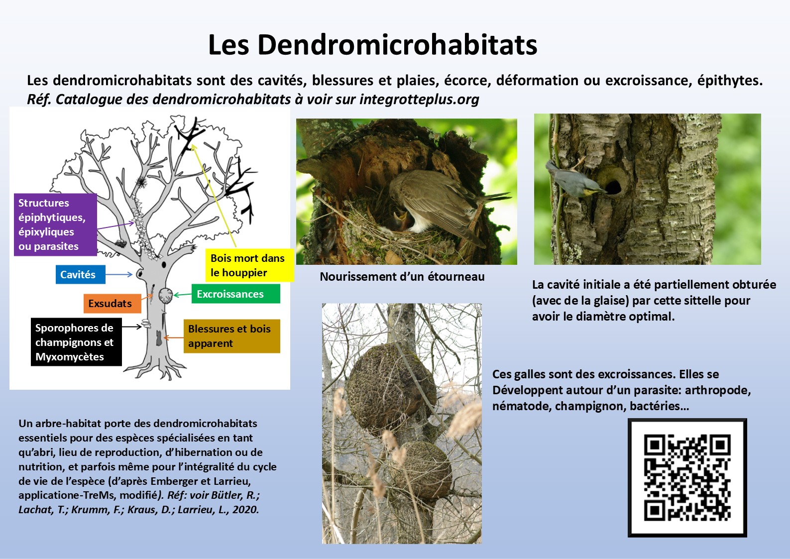 Les dendro microhabitats